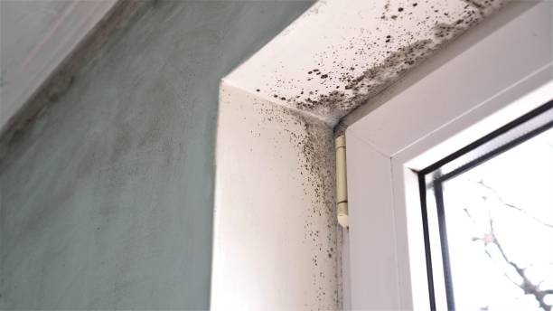 Best Airborne Mold Testing  in Buena Vista, GA