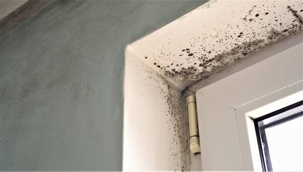 Professional Mold Removal in Buena Vista, GA