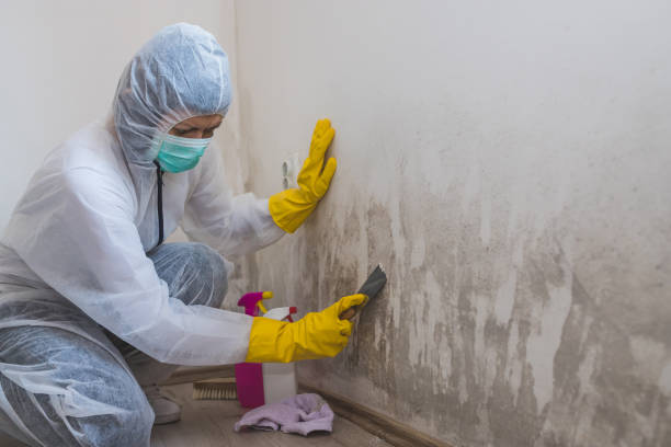 Best HVAC Mold Inspection and Cleaning  in Buena Vista, GA