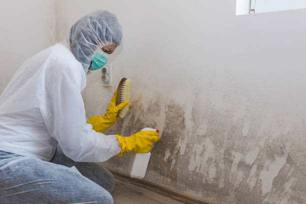 Best Attic Mold Removal  in Buena Vista, GA