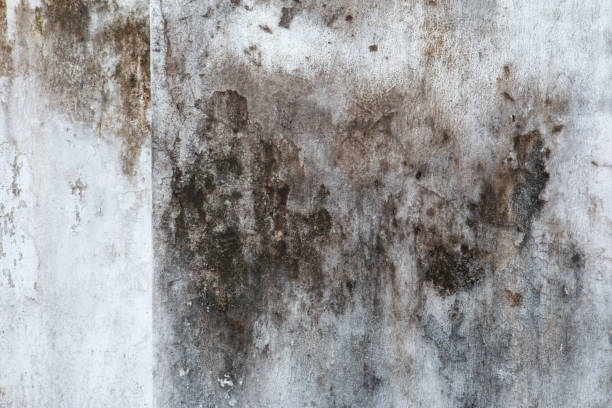 Best Mold Prevention Services  in Buena Vista, GA