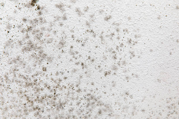 Best Emergency Mold Remediation  in Buena Vista, GA