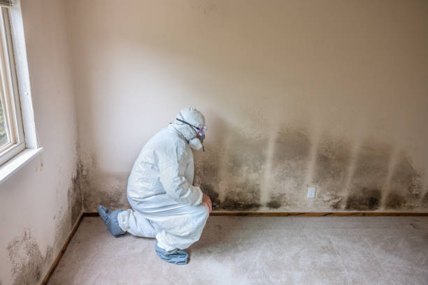 Best Basement Mold Removal  in Buena Vista, GA