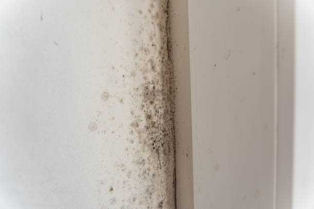 Best Mold Odor Removal Services  in Buena Vista, GA
