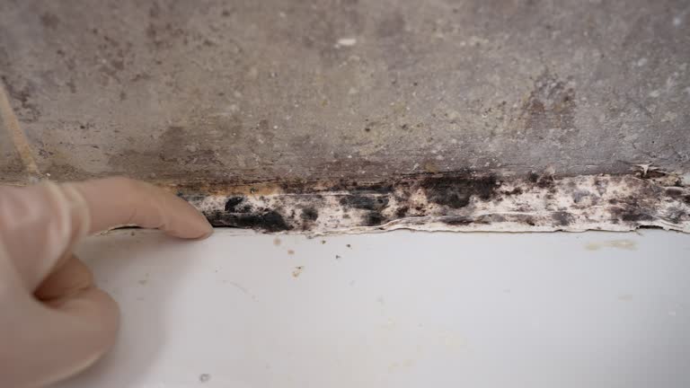 Best Mold-Related Health Consultation  in Buena Vista, GA